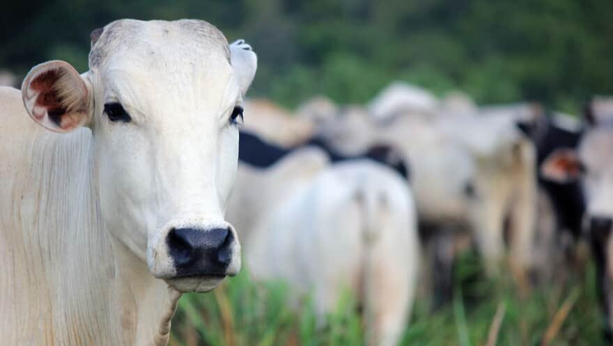 STJ: Não incide eleição de foro em contrato de condomínio de vaca